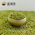 Germinate / sprouting green mung beans